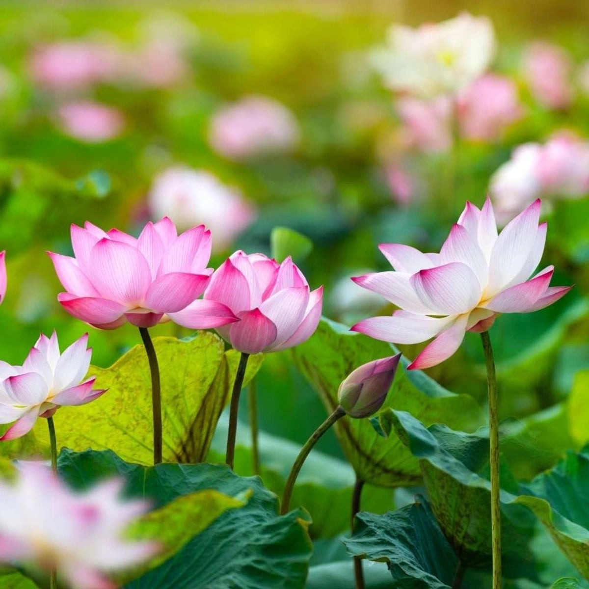 Grow Your Own Lotus – 100 Handpicked Seeds for Home Ponds & Bowls
