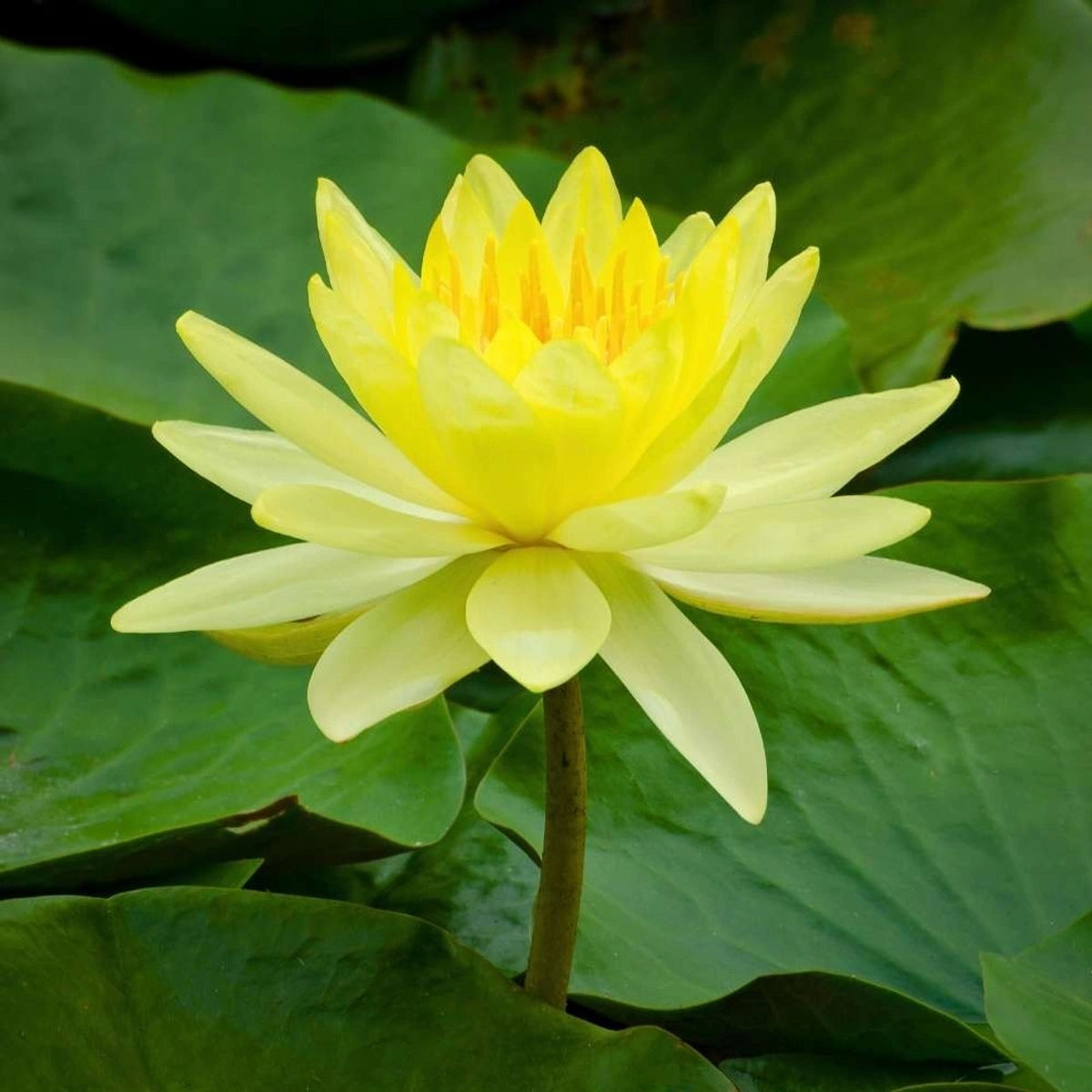 Grow Your Own Lotus – 100 Handpicked Seeds for Home Ponds & Bowls