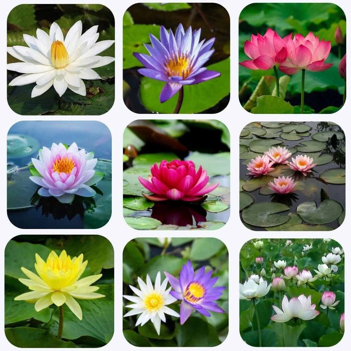 Grow Your Own Lotus – 100 Handpicked Seeds for Home Ponds & Bowls