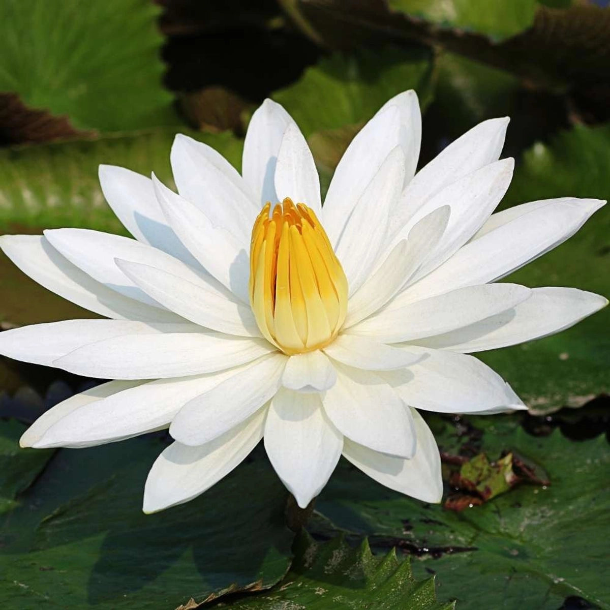 Grow Your Own Lotus – 100 Handpicked Seeds for Home Ponds & Bowls